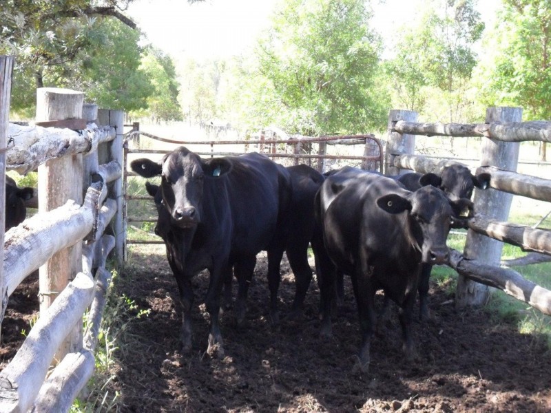 Lots 50 an Upper Fine Flower Road, Upper Fine Flower NSW 2460