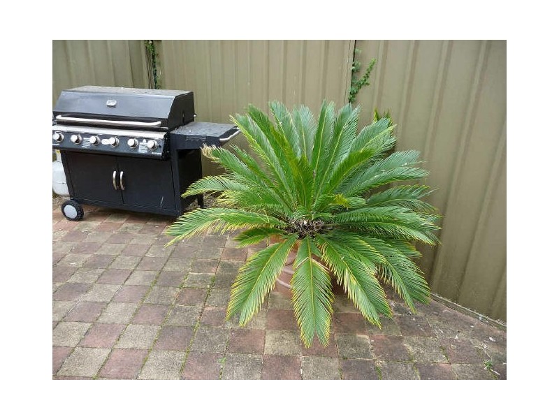 35 Duffy Street, Merrylands NSW 2160