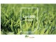 Lot 969 Paragon Loop, Dalyellup WA 6230