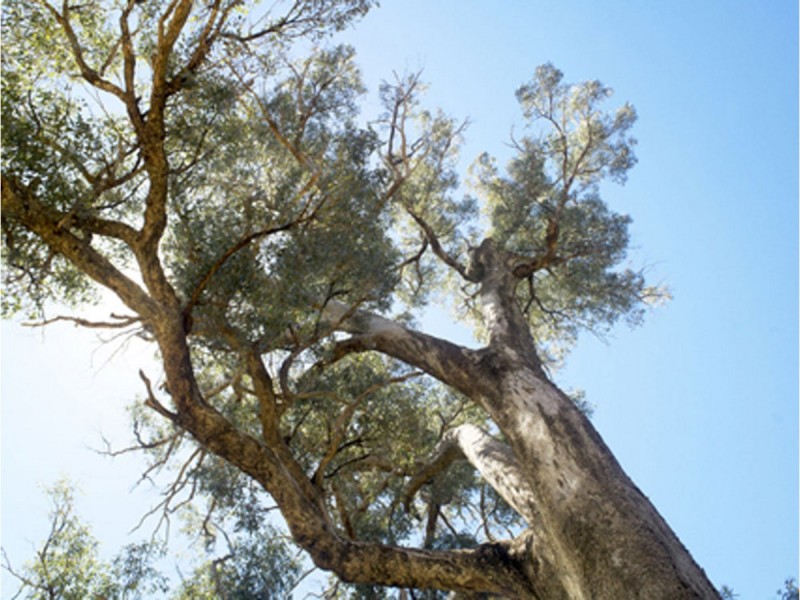 Lot 896 Beraking Loop, Dalyellup WA 6230