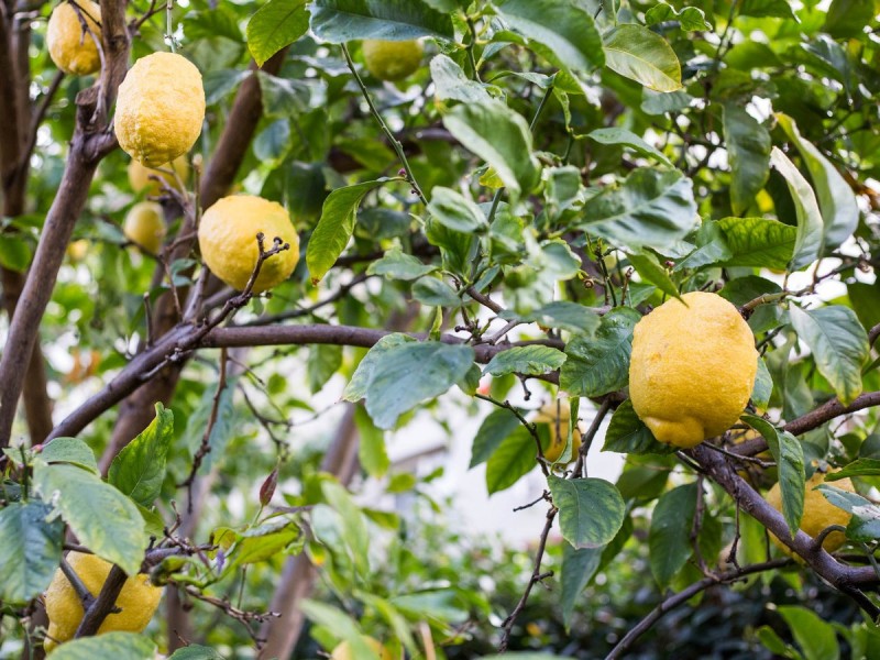 37a Drew Road, Ardross WA 6153