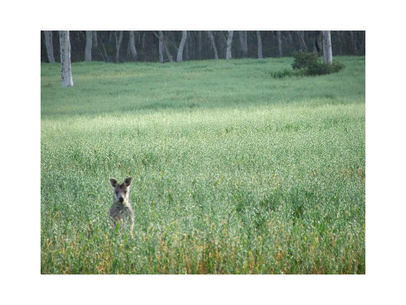 Lot 7 Birchforest Place, Berrima NSW 2577