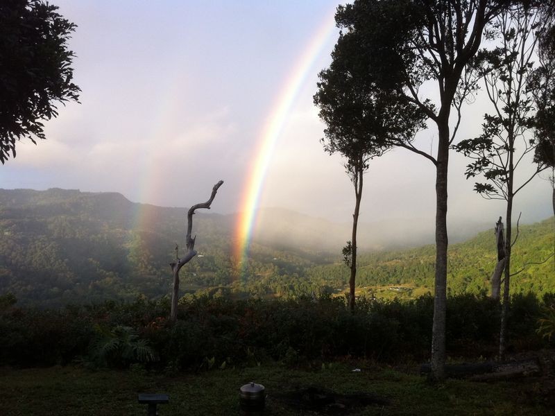 781 Trees Road, Currumbin Valley QLD 4223