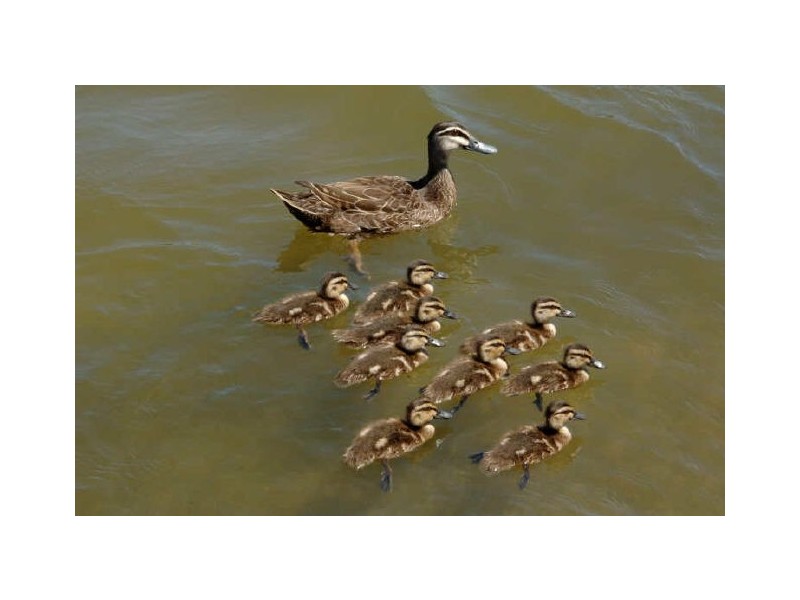 15 Palmyra Court, Burleigh Heads QLD 4220