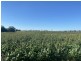 6 Lyons Road, Lake Clarendon QLD 4343
