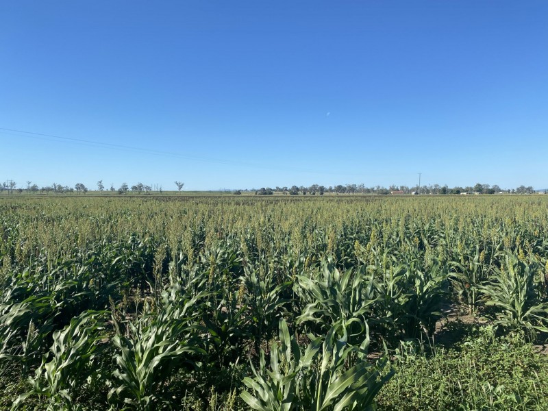 6 Lyons Road, Lake Clarendon QLD 4343