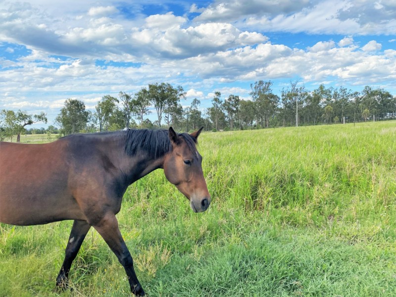 22 Forest Hill Fernvale Road, Forest Hill QLD 4342