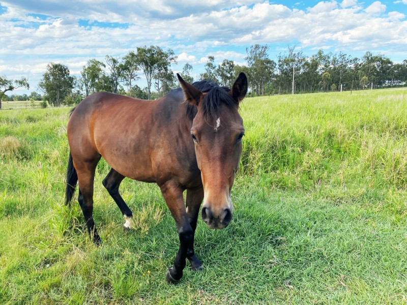 22 Forest Hill Fernvale Road, Forest Hill QLD 4342
