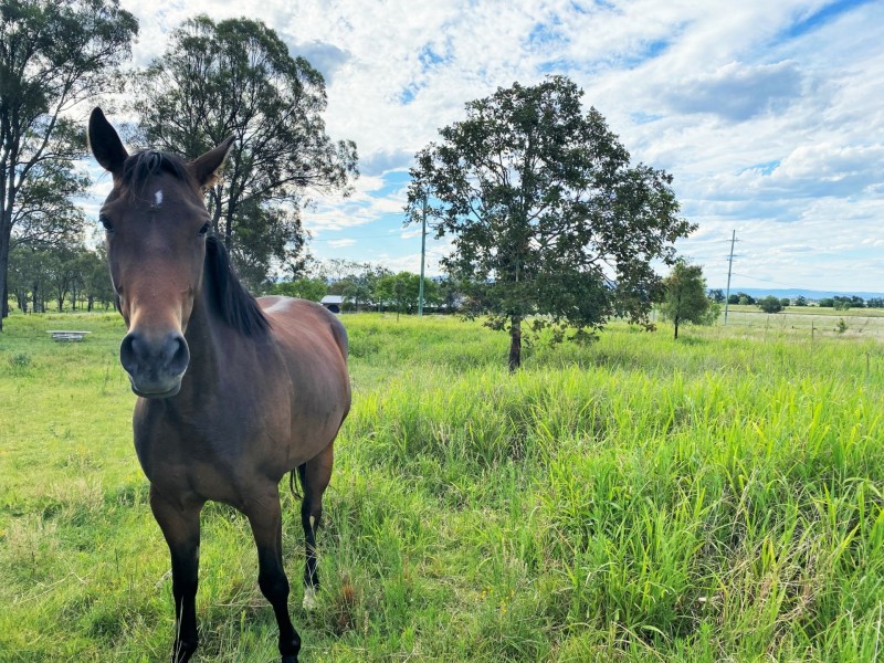 22 Forest Hill Fernvale Road, Forest Hill QLD 4342