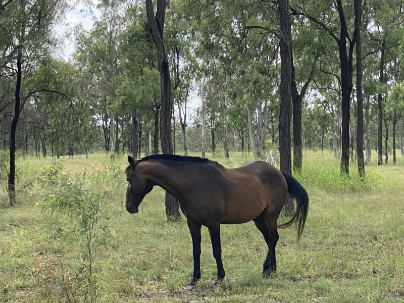 36 Forbe Road, Forest Hill QLD 4342