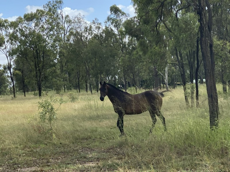 36 Forbe Road, Forest Hill QLD 4342