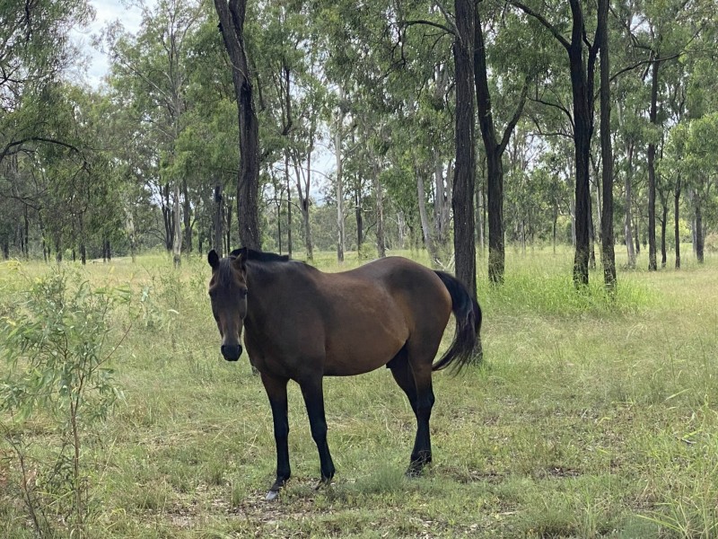 36 Forbe Road, Forest Hill QLD 4342