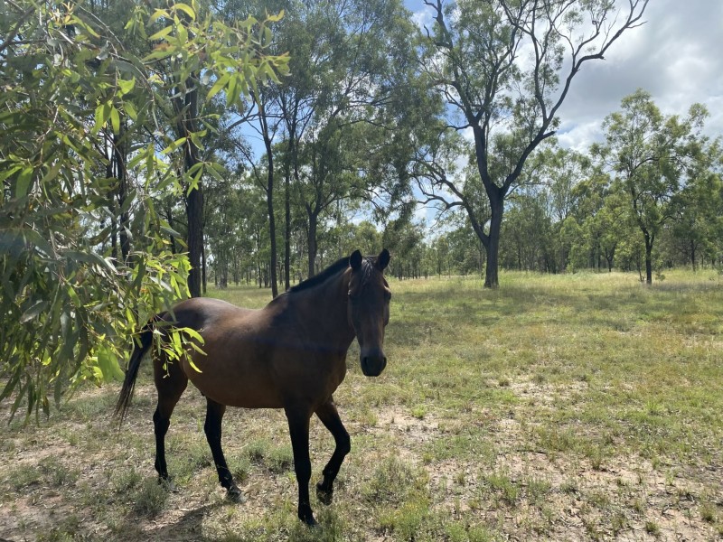 36 Forbe Road, Forest Hill QLD 4342