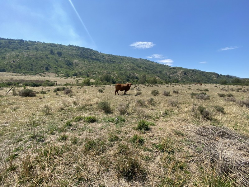 1133 Ropeley-Rockside Road, Rockside QLD 4343