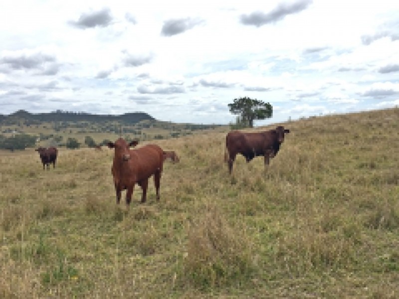 Grantham QLD 4347
