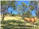 21 Schadwell Road, Blenheim QLD 4341