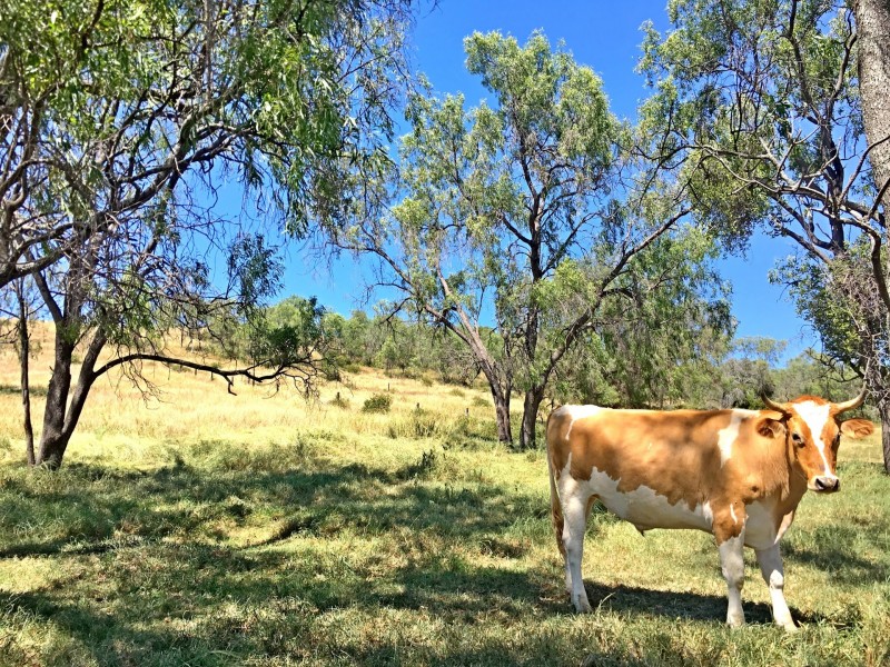 21 Schadwell Road, Blenheim QLD 4341