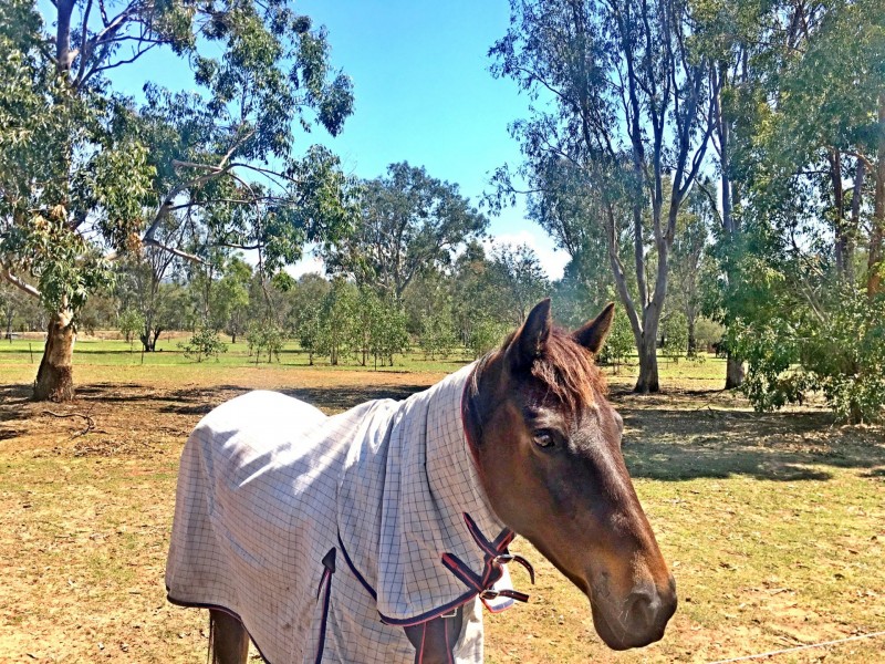 179 Huntingdale Crescent, Placid Hills QLD 4343