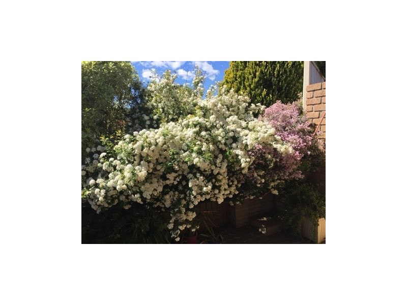 4 Rapke Place, Chisholm ACT 2905