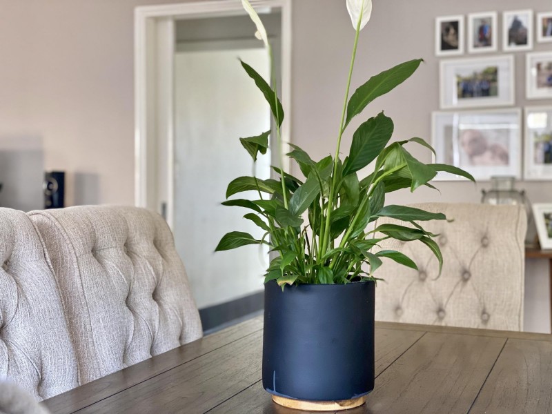 29 Relic Boulevard, Aveley WA 6069