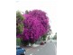 29/18-20 Newton Street, Alexandria NSW 2015