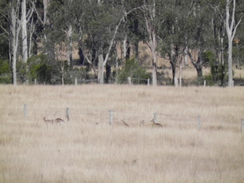 Lot 223 – Hannah Lane, Haigslea QLD 4306