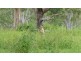 52 Glasgow Road, South Maclean QLD 4280