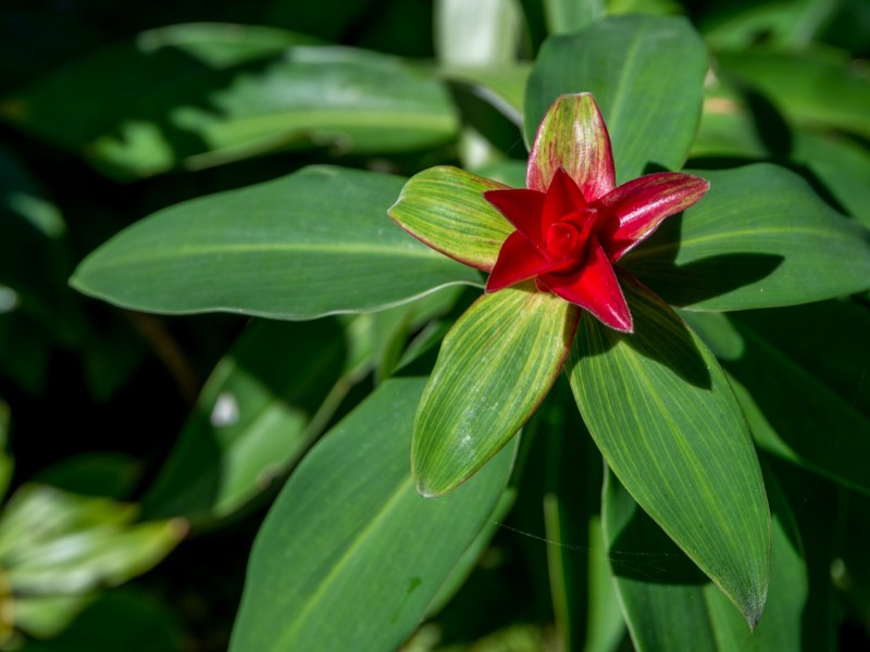 Apartment 50/81-85 Cedar Road, Palm Cove QLD 4879