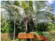 10/5-7 Amphora Street, Palm Cove QLD 4879