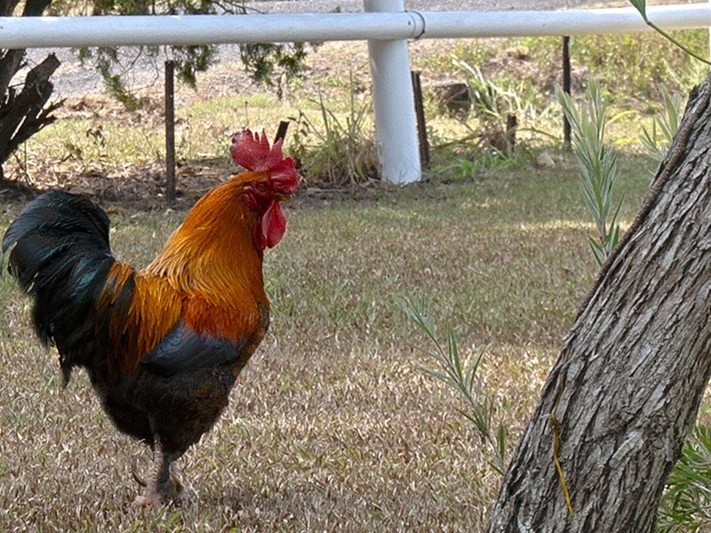 79 Oak Forest Road, Kuranda QLD 4881