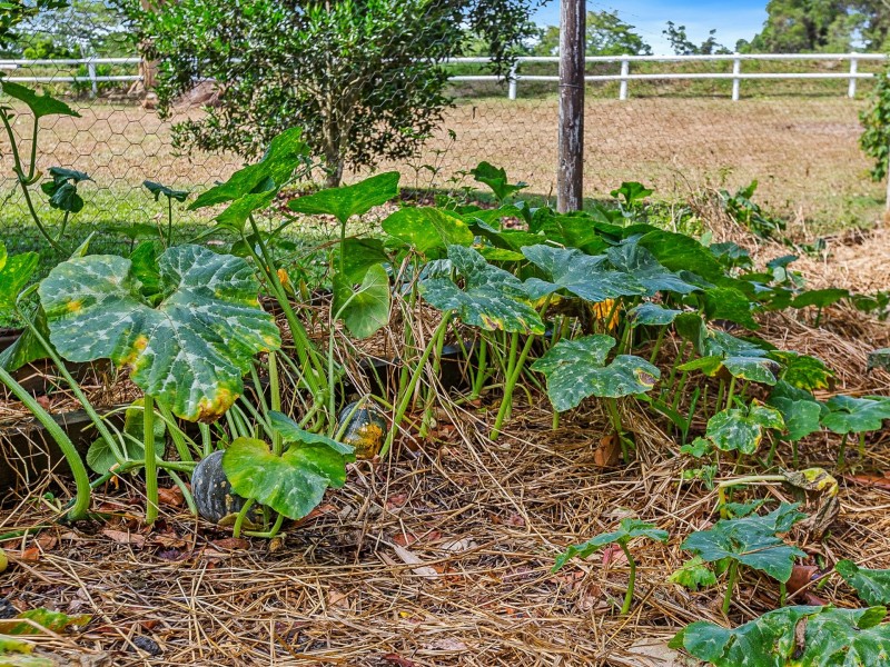 79 Oak Forest Road, Kuranda QLD 4881