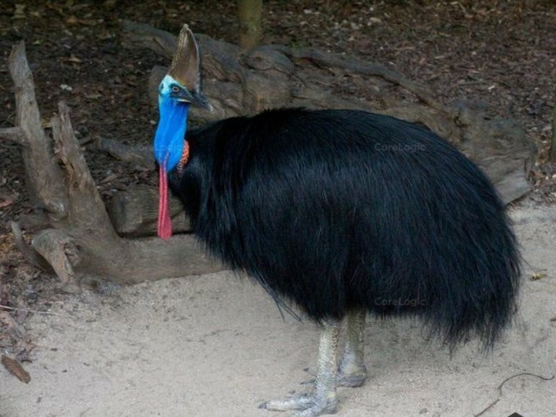 Lot 1-24/Braeside Canopys Edge Estate, Smithfield QLD 4878