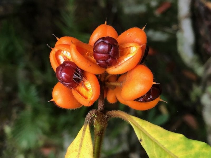 9 Greendale Court, Jubilee Heights QLD 4860