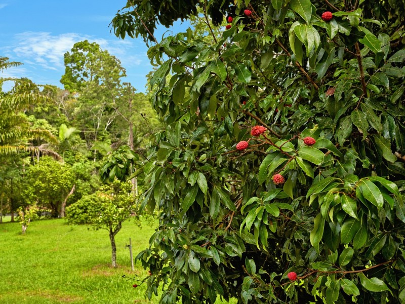 364 Ganyan Drive, Speewah QLD 4881