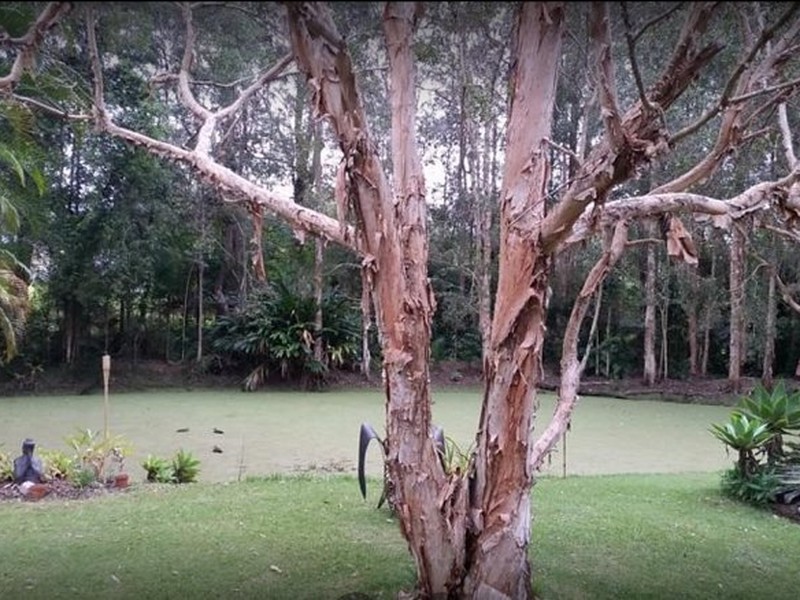 16 Nicolle Court, Mooloolah Valley QLD 4553