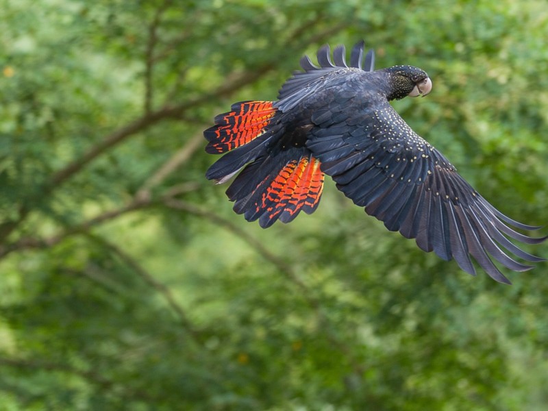 29 Kewarra Street, Kewarra Beach QLD 4879