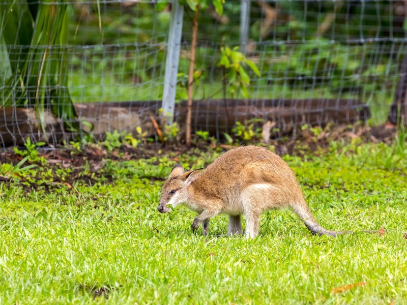 29 Kewarra Street, Kewarra Beach QLD 4879