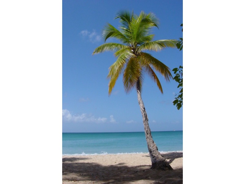 36 Hibiscus Lane, Holloways Beach QLD 4878