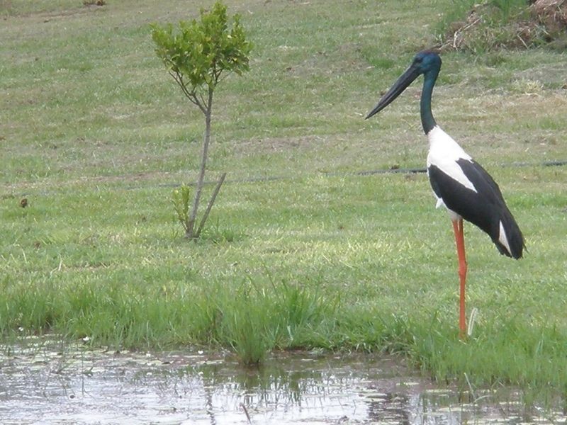 5 Honeyeater Court, Upper Caboolture QLD 4510