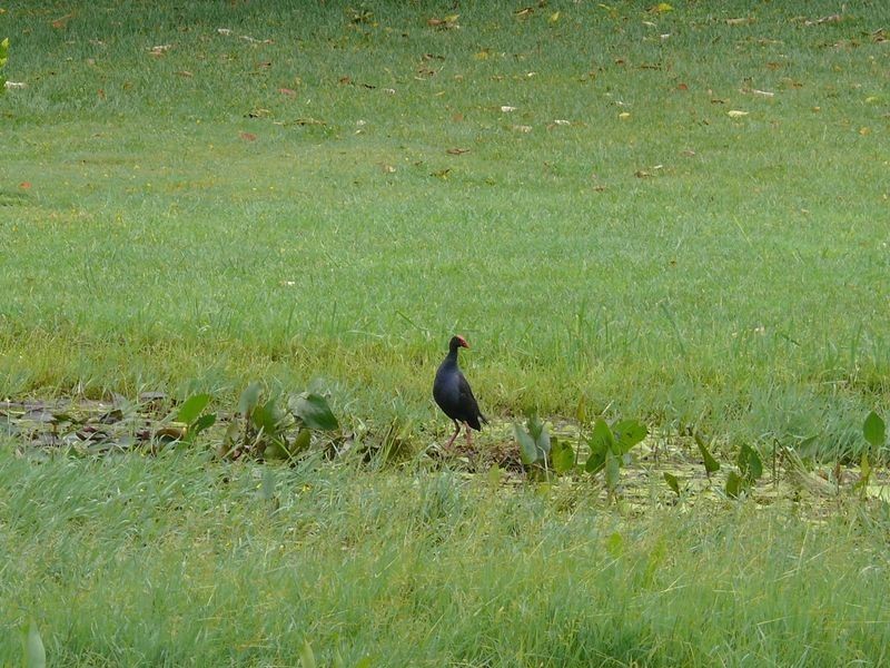 5 Honeyeater Court, Upper Caboolture QLD 4510