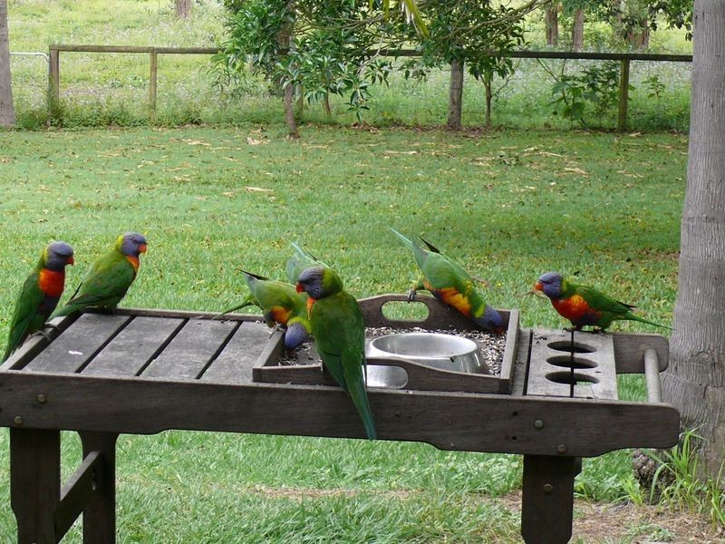 5 Honeyeater Court, Upper Caboolture QLD 4510