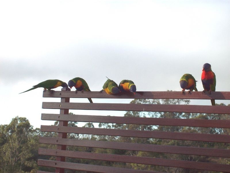 The Oaks NSW 2570
