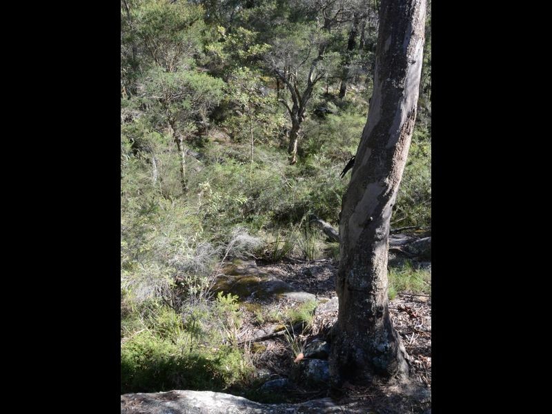 Pheasants Nest NSW 2574