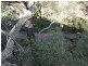 Pheasants Nest NSW 2574