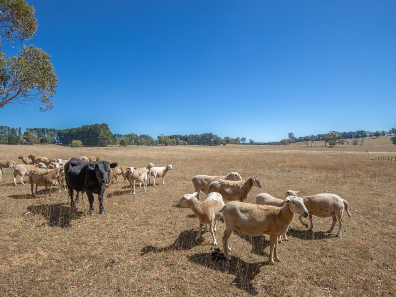 267 McKeons Creek Road, Oberon NSW 2787
