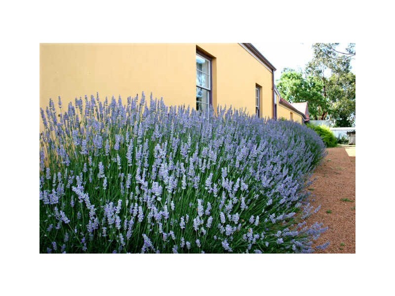 38 MacQuoid Street, Queanbeyan NSW 2620