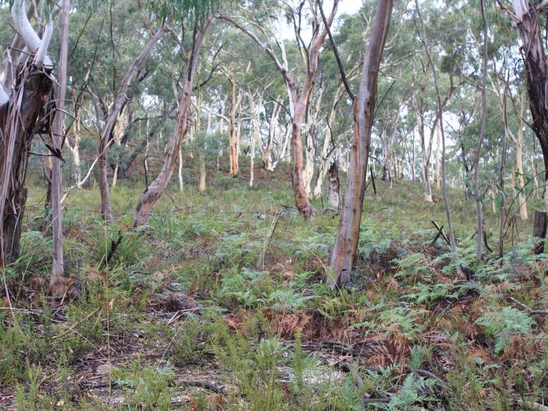 1076 Mayfield Road, Tarago NSW 2580