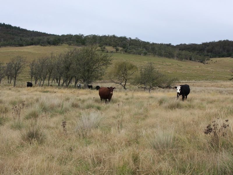 728 Kain Road, Mayfield NSW 2622