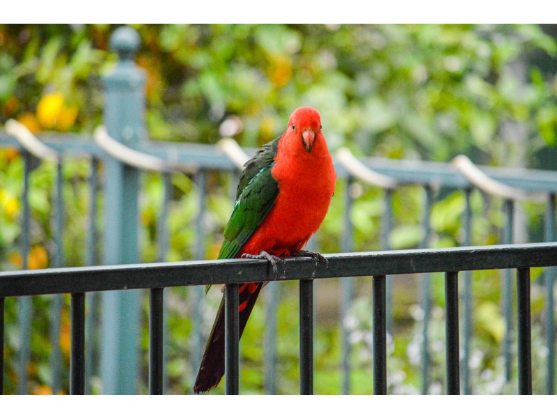 20 Claremont Drive, Bargo NSW 2574