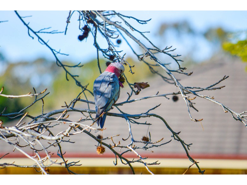 20 Claremont Drive, Bargo NSW 2574